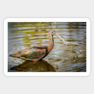 Glossy Ibis in Water Sticker